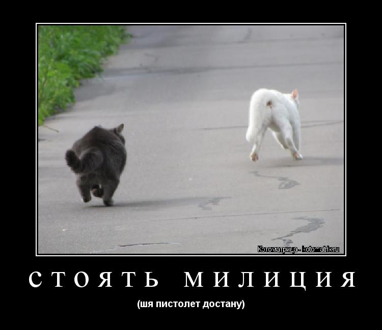 стоять милиция (шя пистолет достану)... Котоматрица: стоять милиция (шя пистолет достану)