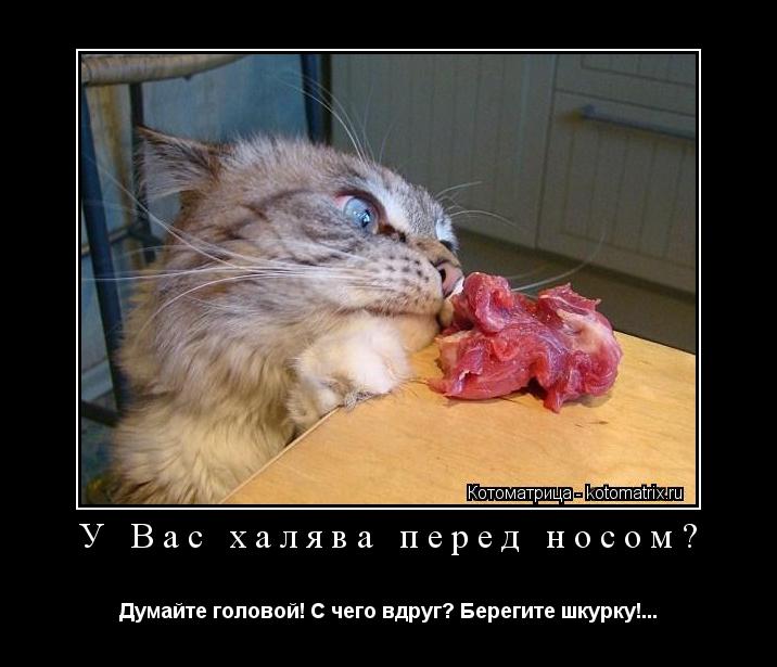 У Вас халява перед носом? Думайте головой! С чего вдруг? Берегите шкурку!...... Котоматрица: У Вас халява перед носом? Думайте головой! С чего вдруг? Берегите шкурку!...