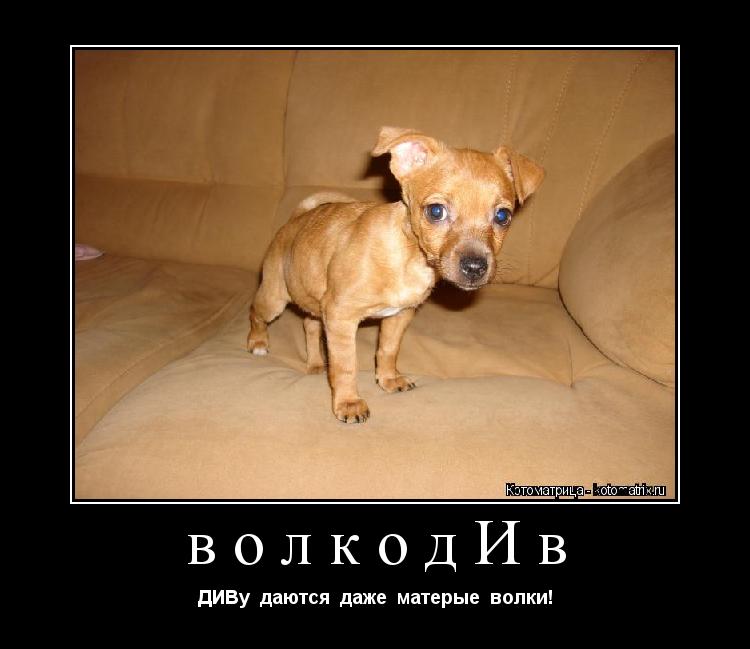 волкодИв ДИВу даются даже матерые волки!... Котоматрица: волкодИв ДИВу даются даже матерые волки!