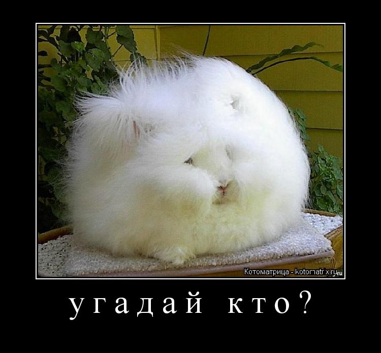 угадай кто? ... Котоматрица: угадай кто?