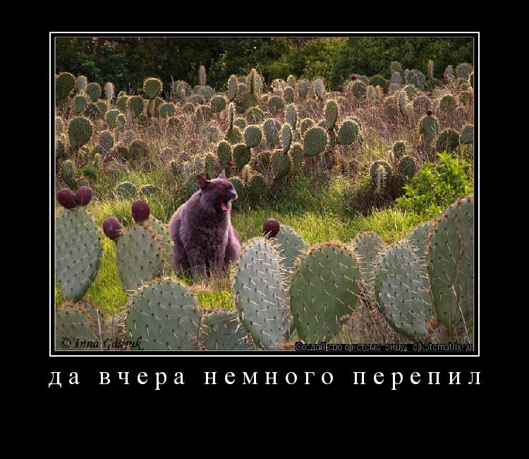 да вчера немного перепил ... Котоматрица: да вчера немного перепил