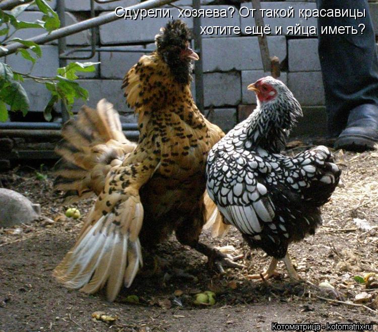Сдурели, хозяева? От такой красавицы хотите ещё и яйца иметь?... Котоматрица: Сдурели, хозяева? От такой красавицы хотите ещё и яйца иметь?