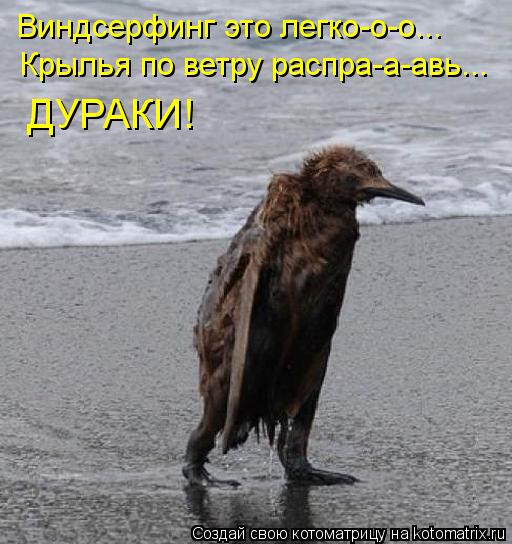Виндсерфинг это легко-о-о... Крылья по ветру распра-а-авь... ДУРАКИ!... Котоматрица: Виндсерфинг это легко-о-о... Крылья по ветру распра-а-авь... ДУРАКИ!