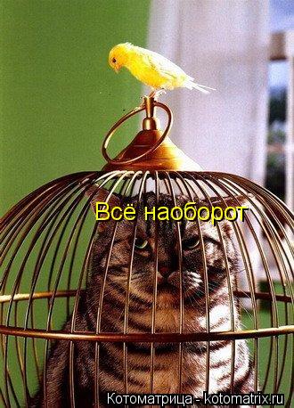 Всё наоборот... Котоматрица: Всё наоборот