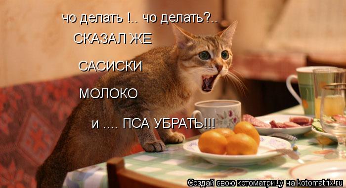 чо делать !.. чо делать?.. СКАЗАЛ ЖЕ САСИСКИ МОЛОКО и .... ПСА УБРАТЬ!!!... Котоматрица: чо делать !.. чо делать?.. СКАЗАЛ ЖЕ САСИСКИ МОЛОКО и .... ПСА УБРАТЬ!!!