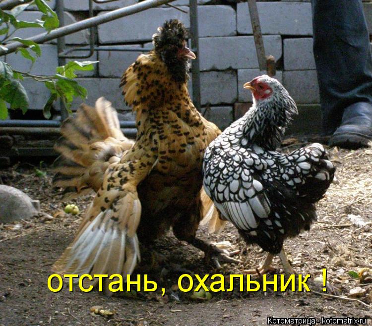 отстань, охальник !... Котоматрица: отстань, охальник !