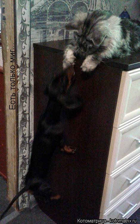 Есть только миг...... Котоматрица: Есть только миг...