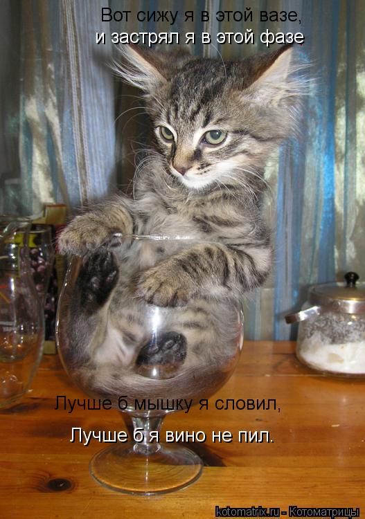 . Вот сижу я в этой вазе, и застрял я в этой фазе Лучше б мышку я словил, Лучше б я вино не пил.... Котоматрица: . Вот сижу я в этой вазе, и застрял я в этой фазе Лучше б мышку я словил, Лучше б я вино не пил.