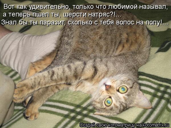 Вот как удивительно, только что любимой называл, а теперь пшел ты, шерсти натряс?!... Знал бы ты пар... Котоматрица: Вот как удивительно, только что любимой называл, а теперь пшел ты, шерсти натряс?!... Знал бы ты паразит, сколько с тебя волос на полу!...