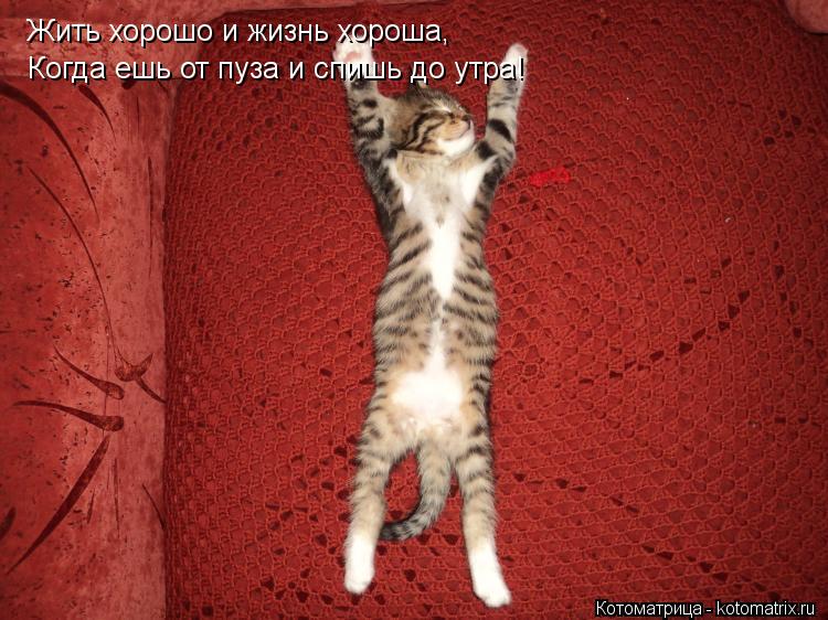 Жить хорошо и жизнь хороша, Когда ешь от пуза и спишь до утра!... Котоматрица: Жить хорошо и жизнь хороша, Когда ешь от пуза и спишь до утра!