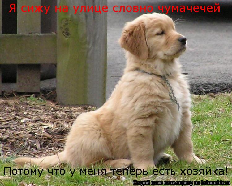 Котоматрица: Я сижу на улице словно чумачечей Потому что у меня теперь есть хозяйка!