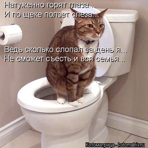 Натуженно горят глаза... И по щеке ползет слеза... Ведь сколько слопал за день я... Не сможет съесть ... Котоматрица: Натуженно горят глаза... И по щеке ползет слеза... Ведь сколько слопал за день я... Не сможет съесть и вся семья...