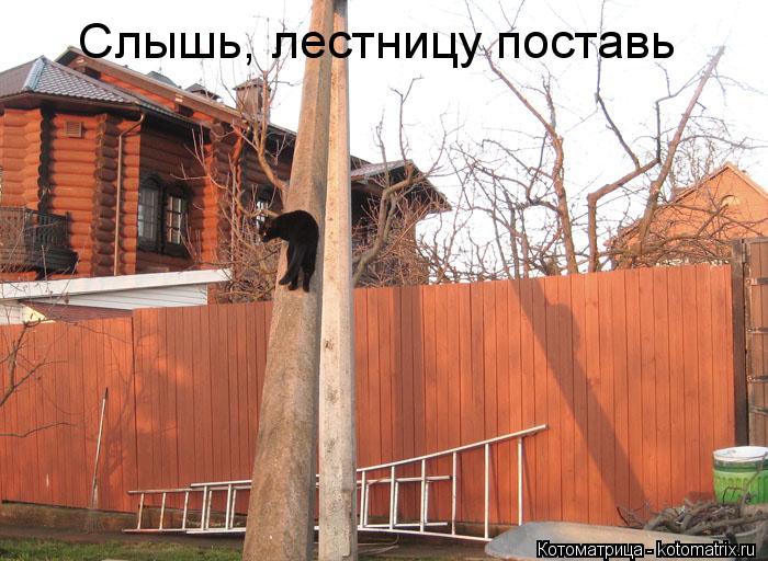 Слышь, лестницу поставь... Котоматрица: Слышь, лестницу поставь
