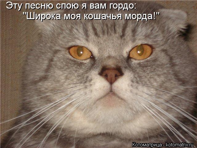 Эту песню спою я вам гордо: "Широка моя кошачья морда!"... Котоматрица: Эту песню спою я вам гордо: "Широка моя кошачья морда!"