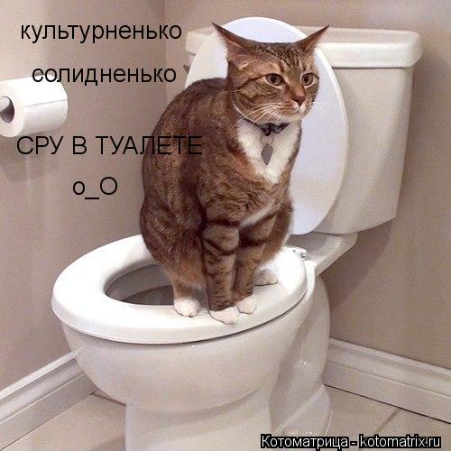 Котоматрица: культурненько  солидненько СРУ В ТУАЛЕТЕ о_О