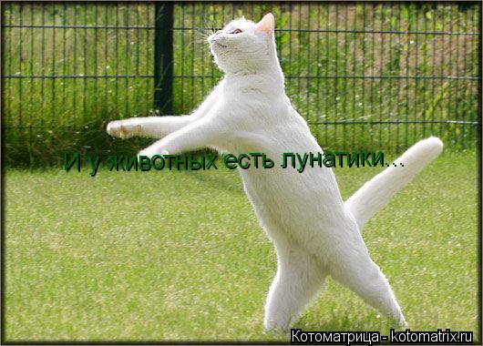 Котоматрица: И у животных есть лунатики...