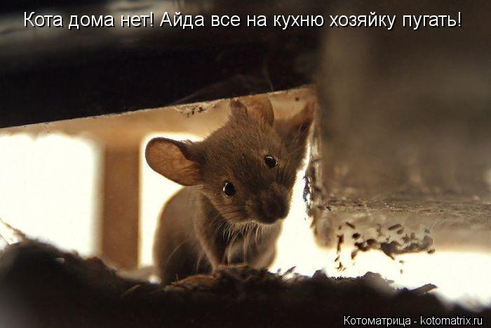Кота дома нет! Айда все на кухню хозяйку пугать!... Котоматрица: Кота дома нет! Айда все на кухню хозяйку пугать!