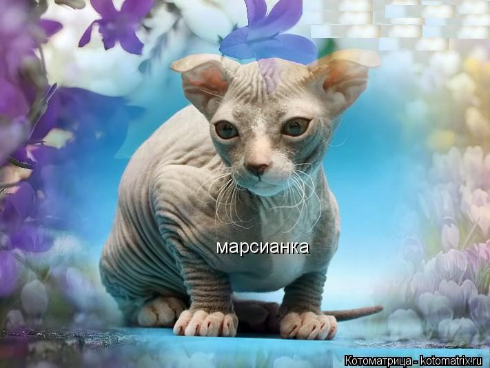 марсианка... Котоматрица: марсианка