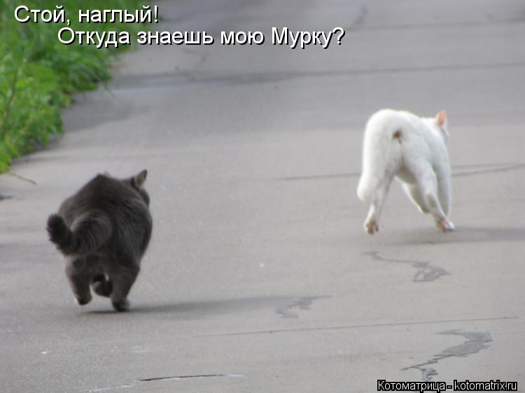 Стой, наглый! Откуда знаешь мою Мурку?... Котоматрица: Стой, наглый! Откуда знаешь мою Мурку?