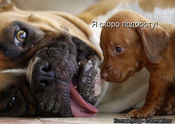 Я скоро подросту!... Котоматрица: Я скоро подросту!