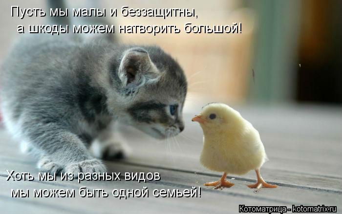 Пусть мы малы и беззащитны, а шкоды можем натворить большой! Хоть мы из разных видов мы можем быть... Котоматрица: Пусть мы малы и беззащитны, а шкоды можем натворить большой! Хоть мы из разных видов мы можем быть одной семьей!