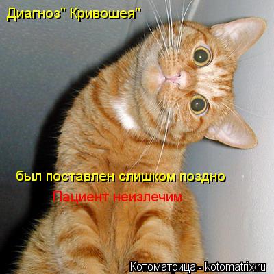 Диагноз" Кривошея" был поставлен слишком поздно Пациент неизлечим... Котоматрица: Диагноз" Кривошея" был поставлен слишком поздно Пациент неизлечим