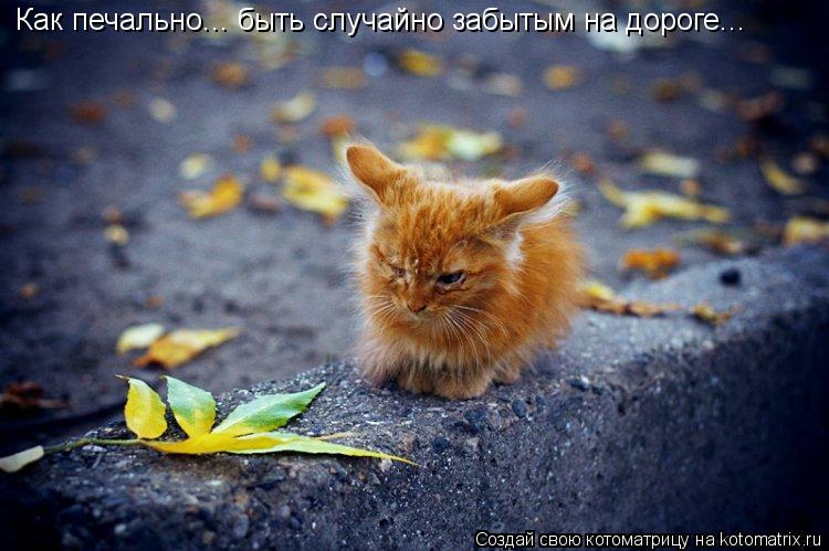 Как печально... быть случайно забытым на дороге...... Котоматрица: Как печально... быть случайно забытым на дороге...