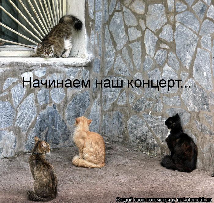 Начинаем наш концерт...... Котоматрица: Начинаем наш концерт...