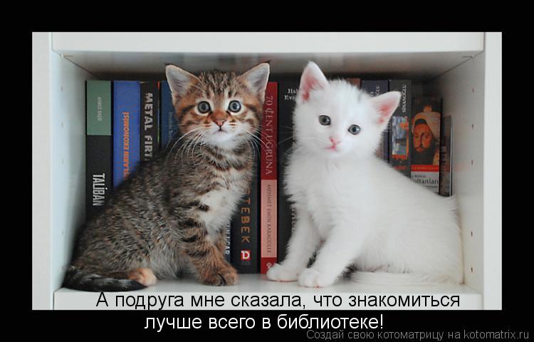 Котоматрица: А подруга мне сказала, что знакомиться лучше всего в библиотеке!
