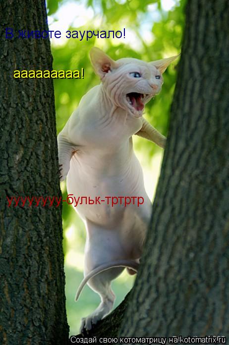 ааааааааа! В животе заурчало! уууууууу-бульк-тртртр... Котоматрица: ааааааааа! В животе заурчало! уууууууу-бульк-тртртр