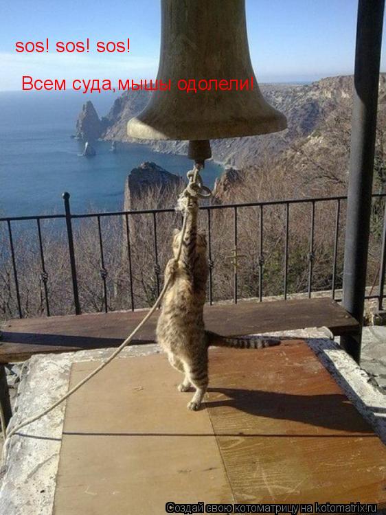 sos! sos! sos! Всем суда,мышы одолели!... Котоматрица: sos! sos! sos! Всем суда,мышы одолели!