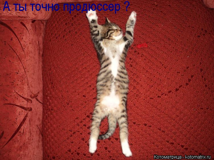А ты точно продюссер ?... Котоматрица: А ты точно продюссер ?