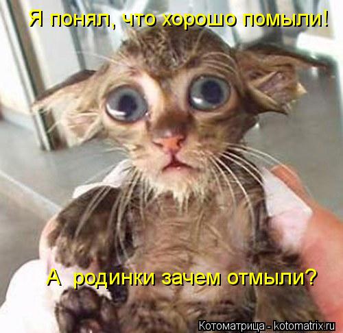 Я понял, что хорошо помыли! А родинки зачем отмыли?... Котоматрица: Я понял, что хорошо помыли! А родинки зачем отмыли?