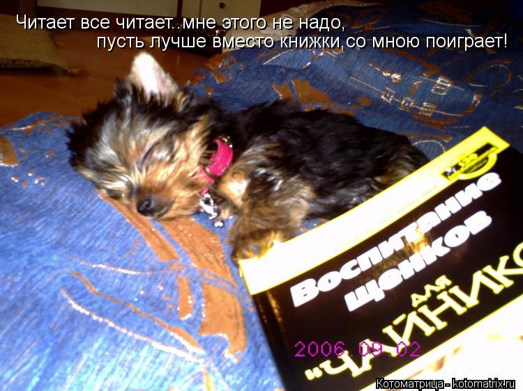 Читает все читает..мне этого не надо, пусть лучше вместо книжки,со мною поиграет!... Котоматрица: Читает все читает..мне этого не надо, пусть лучше вместо книжки,со мною поиграет!