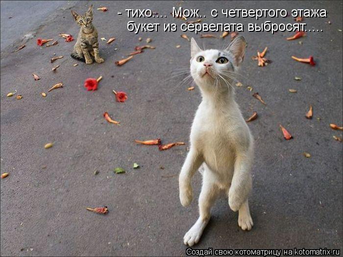 - тихо.... Мож.. с четвертого этажа букет из сервелата выбросят........ Котоматрица: - тихо.... Мож.. с четвертого этажа букет из сервелата выбросят.....