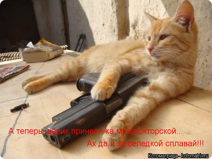 А теперь шарик принеси-ка мне докторской... Ах да,и за селедкой сплавай!!!... Котоматрица: А теперь шарик принеси-ка мне докторской... Ах да,и за селедкой сплавай!!!