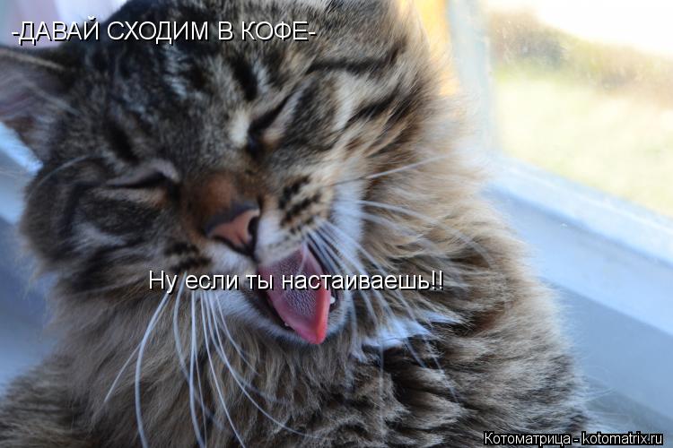 -ДАВАЙ СХОДИМ В КОФЕ- Ну если ты настаиваешь!!... Котоматрица: -ДАВАЙ СХОДИМ В КОФЕ- Ну если ты настаиваешь!!