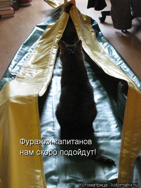 Фуражки капитанов нам скоро подойдут!... Котоматрица: Фуражки капитанов нам скоро подойдут!