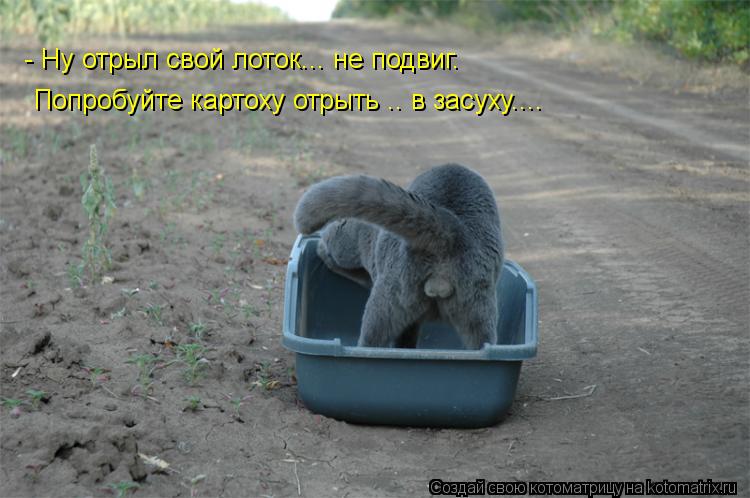 - Ну отрыл свой лоток... не подвиг. Попробуйте картоху отрыть .. в засуху....... Котоматрица: - Ну отрыл свой лоток... не подвиг. Попробуйте картоху отрыть .. в засуху....