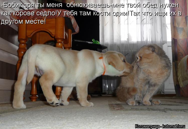 -Бобик,зря ты меня обнюхиваешь-мне твой обед нужен как корове седло!У тебя там кости одни!Так что и... Котоматрица: -Бобик,зря ты меня обнюхиваешь-мне твой обед нужен как корове седло!У тебя там кости одни!Так что ищи их в другом месте!