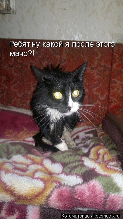 Ребят,ну какой я после этого мачо?!... Котоматрица: Ребят,ну какой я после этого мачо?!