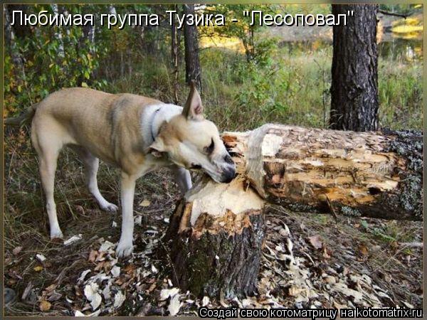 Любимая группа Тузика - "Лесоповал"... Котоматрица: Любимая группа Тузика - "Лесоповал"