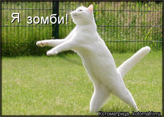 Я зомби!... Котоматрица: Я зомби!