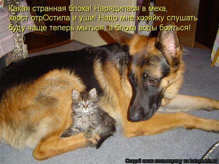 Котоматрица: Какая странная блоха! Нарядилася в меха, хвост отрОстила и уши! Надо мне хозяйку слушать буду чаще теперь мыться, а блоха воды боиться!