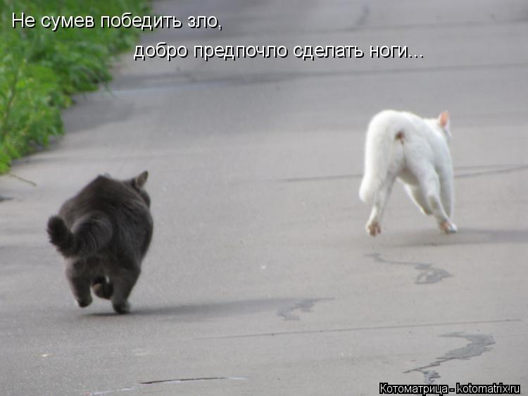 Не сумев победить зло, добро предпочло сделать ноги...... Котоматрица: Не сумев победить зло, добро предпочло сделать ноги...