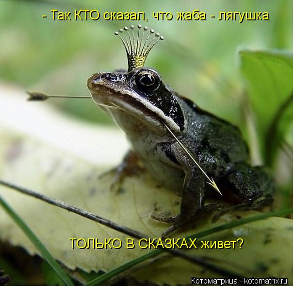 - Так КТО сказал, что жаба - лягушка ТОЛЬКО В СКАЗКАХ живет?... Котоматрица: - Так КТО сказал, что жаба - лягушка ТОЛЬКО В СКАЗКАХ живет?
