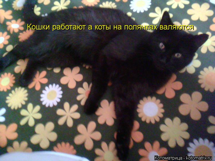 Кошки работают а коты на полянках валяются... Котоматрица: Кошки работают а коты на полянках валяются