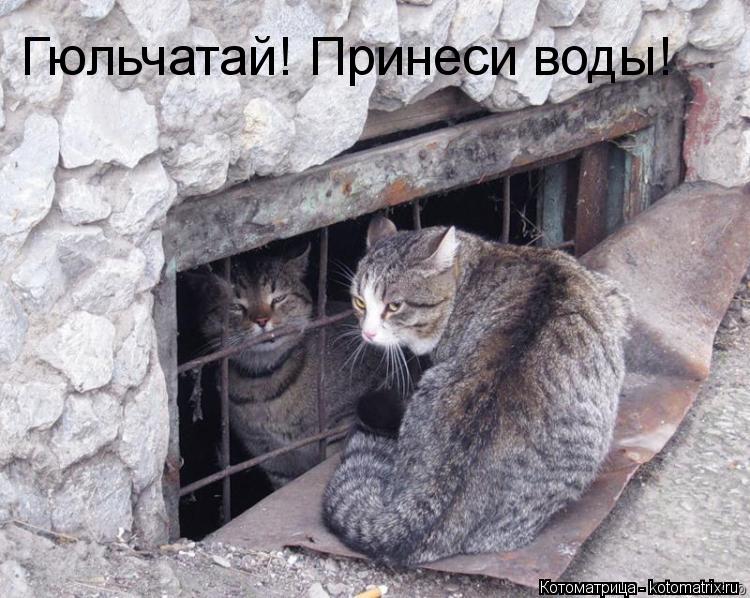 Гюльчатай! Принеси воды!... Котоматрица: Гюльчатай! Принеси воды!