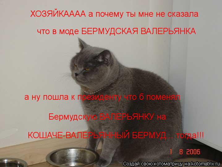 ХОЗЯЙКАААА а почему ты мне не сказала а ну пошла к президенту что б поменял Бермудскую ВАЛЕРЬЯНКУ на... Котоматрица: ХОЗЯЙКАААА а почему ты мне не сказала а ну пошла к президенту что б поменял Бермудскую ВАЛЕРЬЯНКУ на что в моде БЕРМУДСКАЯ ВАЛЕРЬЯНКА КОША