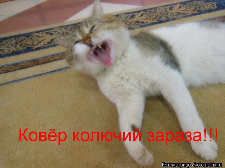 Ковёр колючий зараза!!!... Котоматрица: Ковёр колючий зараза!!!